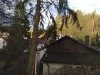 Baum droht auf Haus zu stürzen, Otterberg Althütterhof, Bild: Wehrführer Hendrik Braun