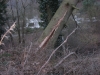 Otterberg Althütterhof, Baum drohte auf Haus zu stürzen