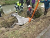 13. Februar 2013 - Tierrettung (Pferd), Niederkirchen Hardter Straße