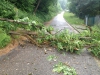27. Juni 2013 – Baum über Fahrbahn, Otterberg Schloßberg