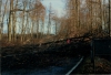 Orkan Hertha: Am 3. Februar 1990 war die Landesstraße zwischen Otterberg und Höringen blockiert. Mit Hilfe von Forstschleppern wurde die Strecke freigeräumt.