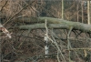 Orkan Hertha: Am 3. Februar 1990 war die Landesstraße zwischen Otterberg und Höringen blockiert. Mit Hilfe von Forstschleppern wurde die Strecke freigeräumt.