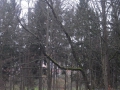7. Februar 2016 - Absturzgefährdeter Baum, K40 Otterbach - Kaiserslautern-Morlautern