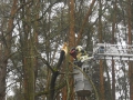 7. Februar 2016 - Absturzgefährdeter Baum, K40 Otterbach - Kaiserslautern-Morlautern