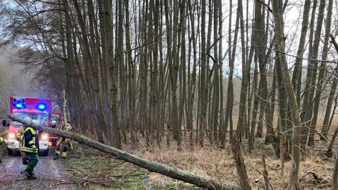 7. März 2019 - Baum über Fahrbahn, Hirschhorn (Jagdhütte)