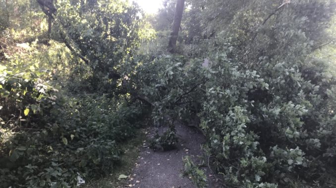 Ein größerer Ast einer Eiche lag auf dem Weg.