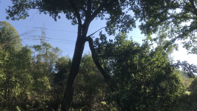 31. August 2019 - Baum auf Radweg, Otterberg - Otterbach