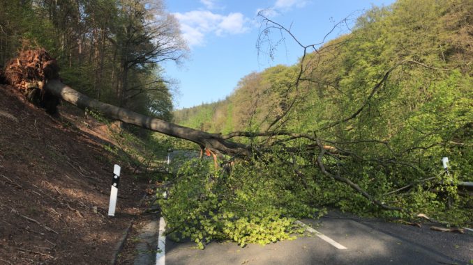 19. April 2020 - Baum über Fahrbahn, L387 Otterberg - Höringen