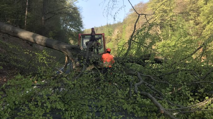 19. April 2020 - Baum über Fahrbahn, L387 Otterberg - Höringen