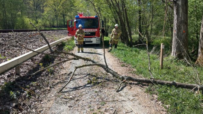 20. April 2020 - Baum über Fahrbahn, Rettungsweg Olsbrücken - Hirschhorn