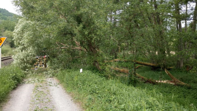 22. Mai 2020 - Baum über Fahrbahn, Rettungsweg Olsbrücken – Hirschhorn