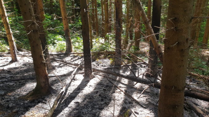 31. Mai 2020 - Brandnachschau, Waldgebiet zwischen Olsbrücken und Kreimbach-Kaulbach