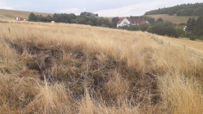 3. August 2020 - Flächenbrand, Niederkirchen Holbornerhof
