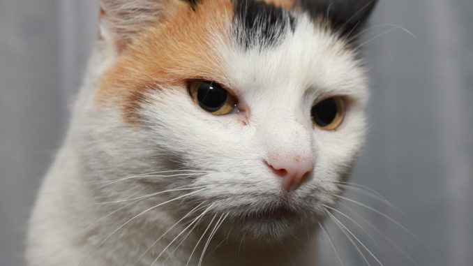 Symbolbild Katze