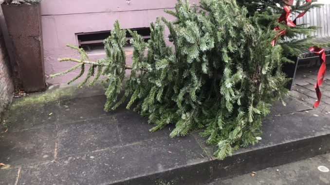 Symbolbild Tannenbaum