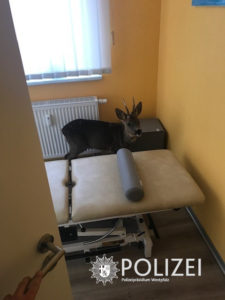 Rehbock "Hansi". Bild: Polizei Rheinland-Pfalz
