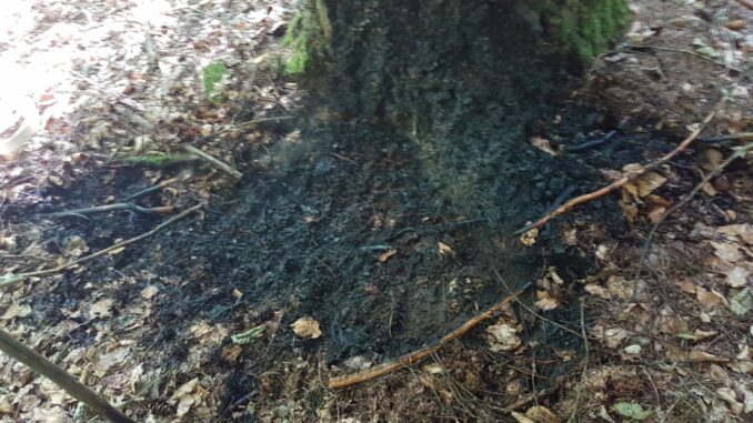 21. August 2022 - Bodenfeuer im Wald, Mehlbach