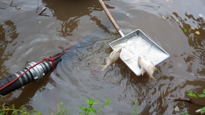 19. August 2022 - Fischsterben, Katzweiler Landschaftsweiher