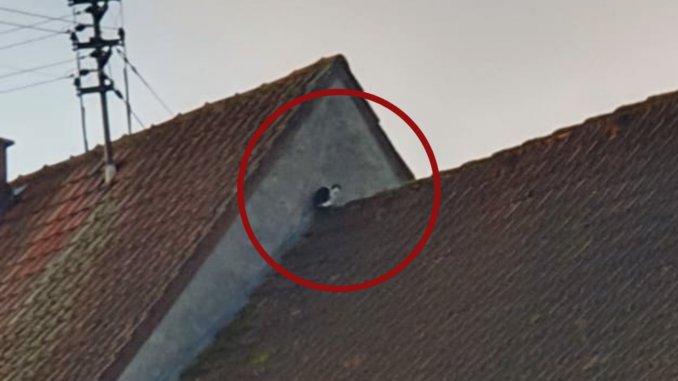20. Februar 2023 - Tierrettung, Niederkirchen Olsbrücker Straße