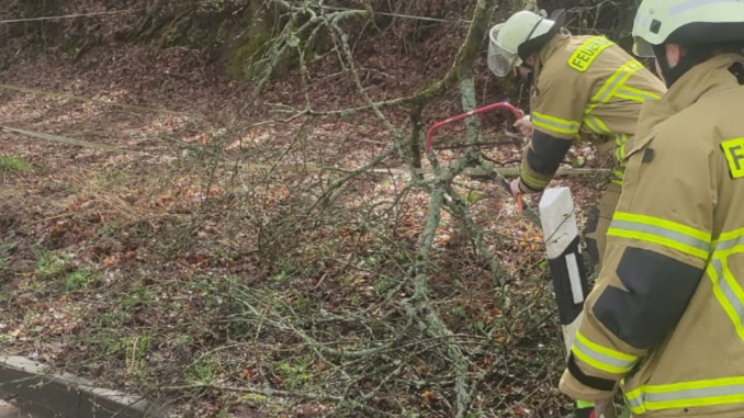26. März 2023 - Baum ragt auf Fahrbahn, L356 Hirschhorn - Weilerbach
