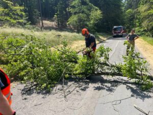 12. Juni 2023 - Umgestürzter Baum, K37 Otterberg - Weinbrunnerhof