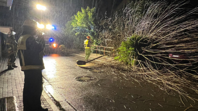 11. Juli 2023 - Umgestürzter Baum, Otterberg Ringstraße