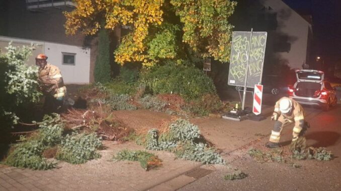 24. Oktober 2023 - Umgestürzter Baum, Otterbach Fabrikstraße