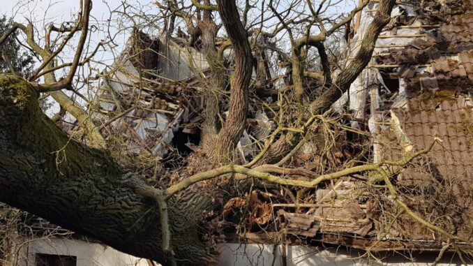 3. März 2024 - Baum auf Gebäude, Katzweiler Mühleckertraße