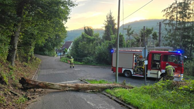 16. August 2024 - Umgestürzter Baum, Sulzbachtal Hebelstraße