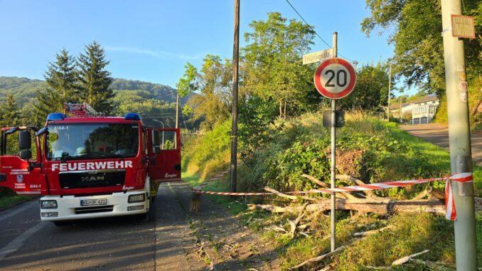 16. August 2024 - Umgestürzter Baum, Sulzbachtal Hebelstraße