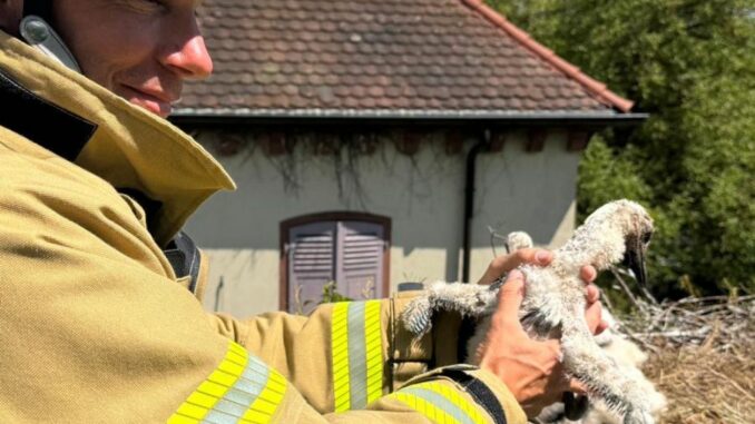 12. Mai 2025 – Tierrettung, Katzweiler Hauptstraße
