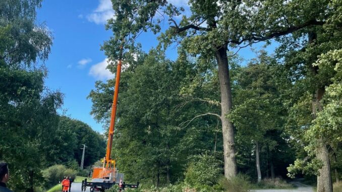 16. September 2025 – Abgebrochener Ast, L388 Mehlbach – Schallodenbach